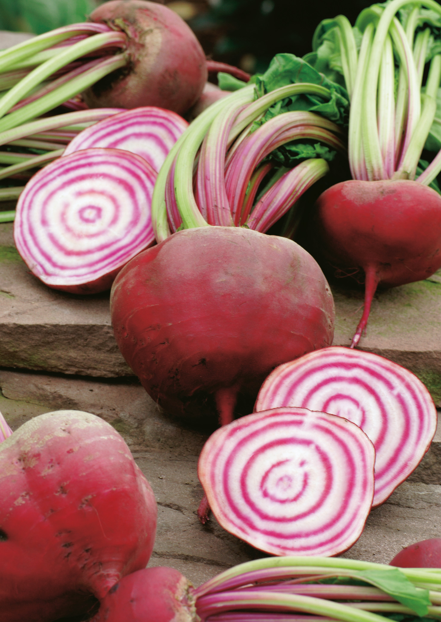 Nahaufnahme: Chioggia-Rote Bete (Ringelbete) mit rosa-weißen konzentrischen Ringen, frische Knollen mit Blattstielen und aufgeschnittene Scheiben auf Stein