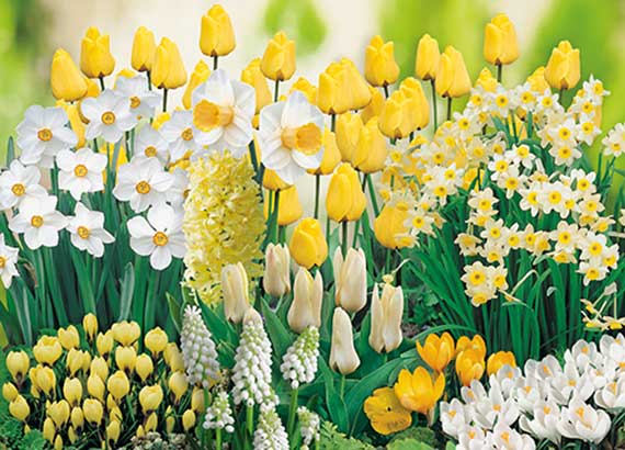 Mix Weiss-Gelber Garten_FM Frühlingsbeet mit gelben Tulpen, weißen Narzissen, Krokussen und Traubenhyazinthen im Garten