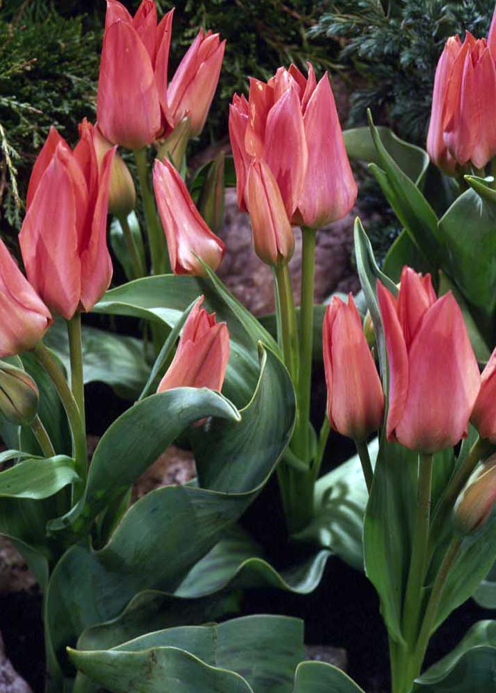 Nahaufnahme rosa spitzer Tulpen mit grünen Blättern im Beet, mehrere Knospen und offene Blüten