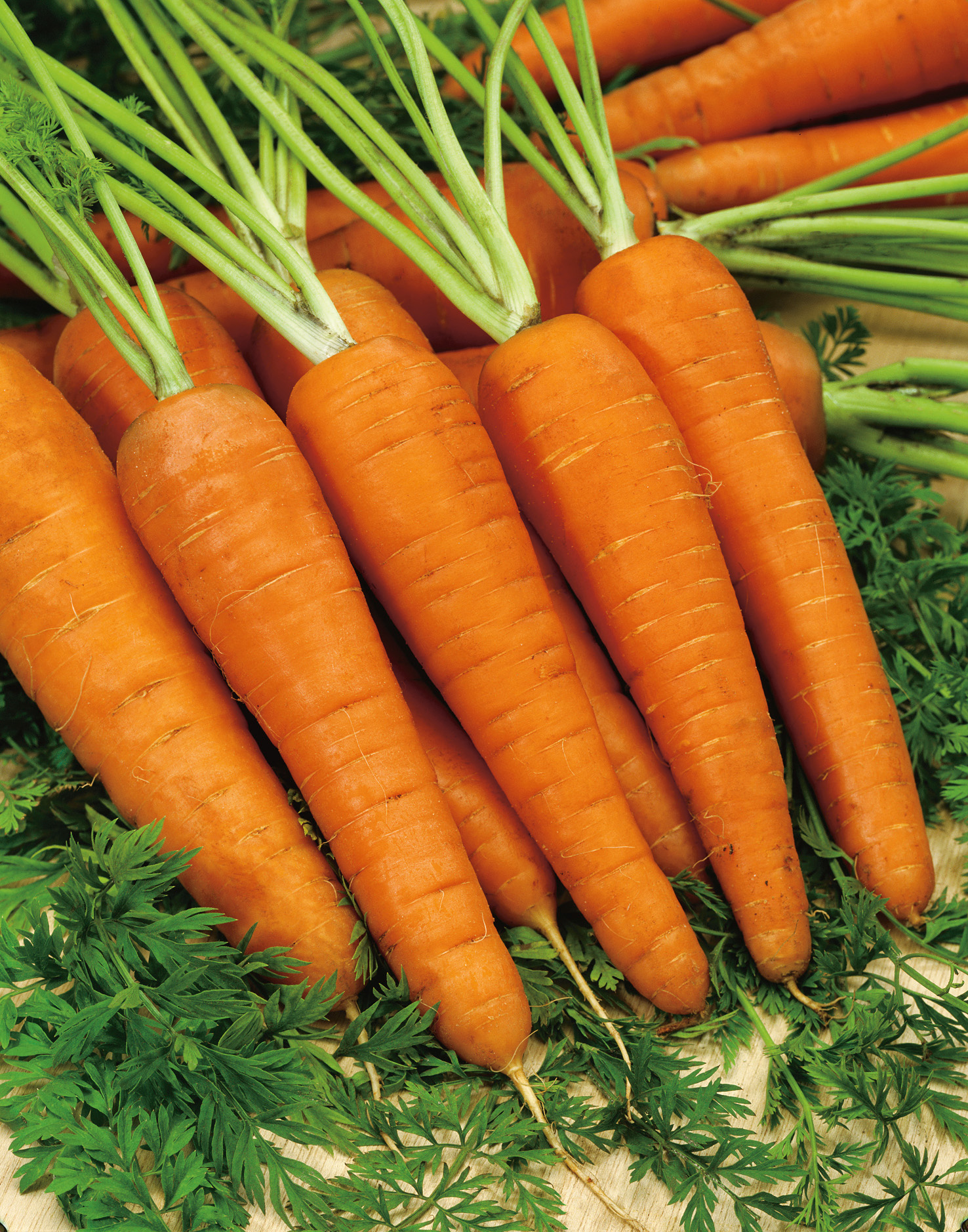 Bündel frischer orangefarbener Karotten (Möhren) mit grünen Blättern auf Holzuntergrund