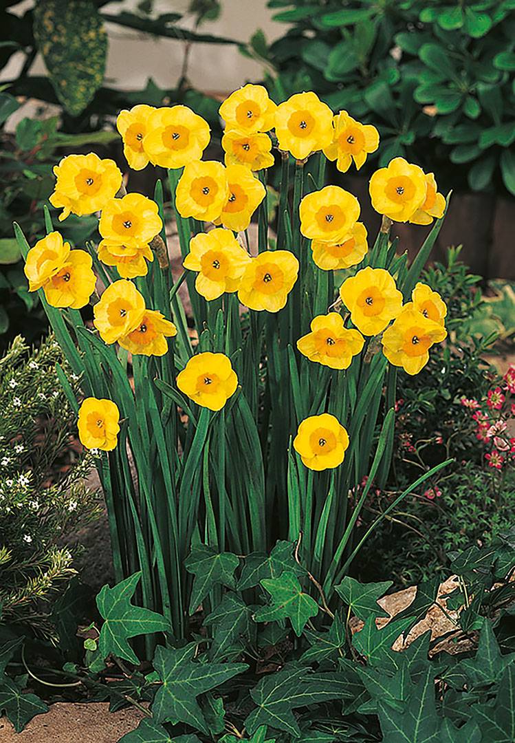 Jonquilla-Narzissen Sun Disc mit leuchtend gelben, flach ausgebreiteten Blüten und kurzer Krone im Gartenbeet, ideal für Freiland, Töpfe und Steingärten
