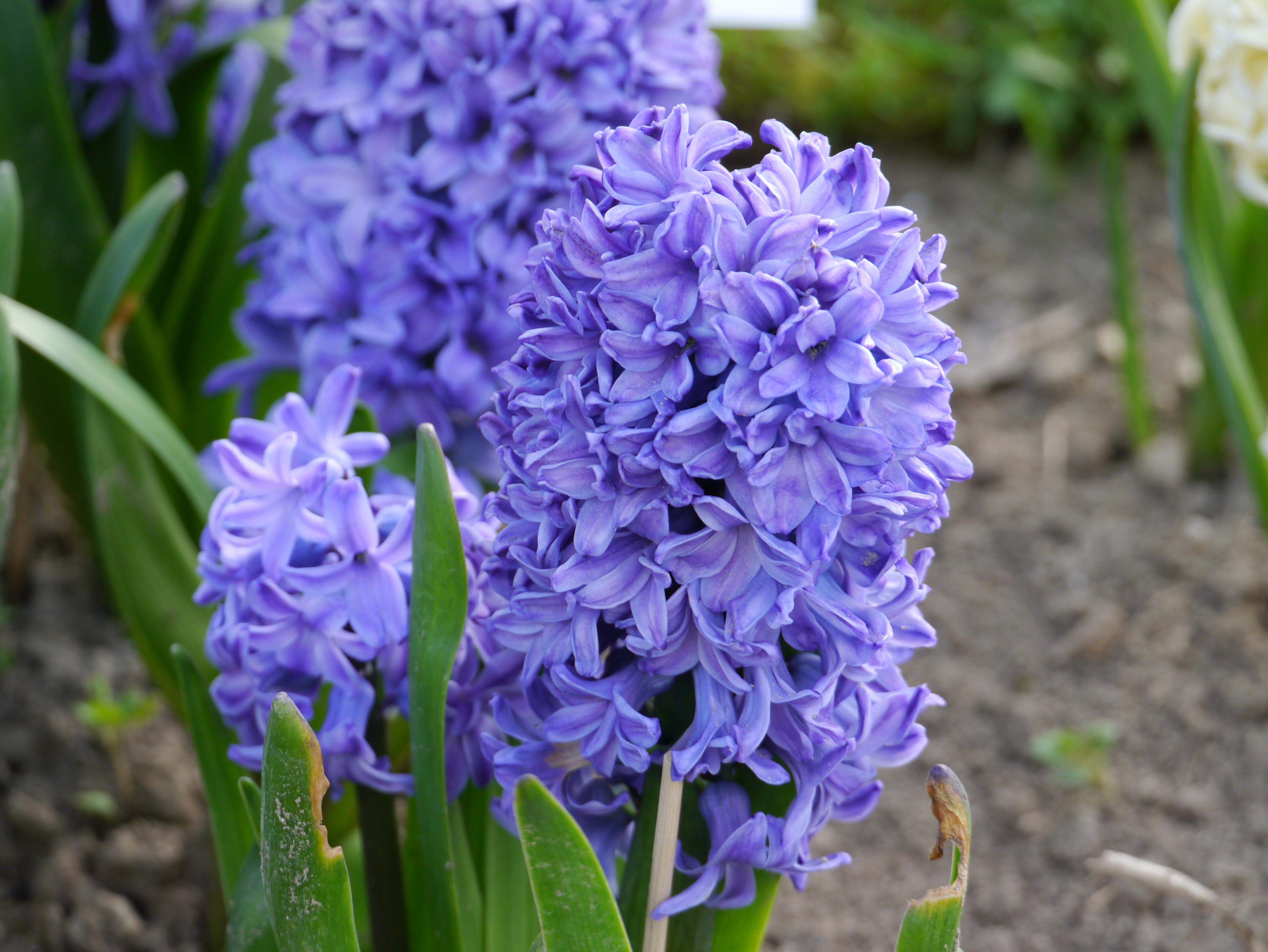 55058_Hyazinthen Delft Blue Nahaufnahme einer lila Hyazinthe (Hyacinthus) mit dichten Blütenständen und grünen Blättern im Gartenbeet