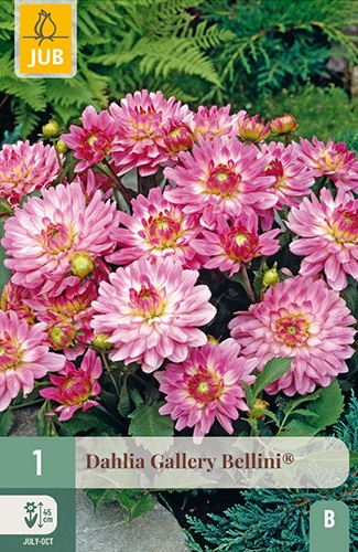 Gallery-Dahlie Bellini