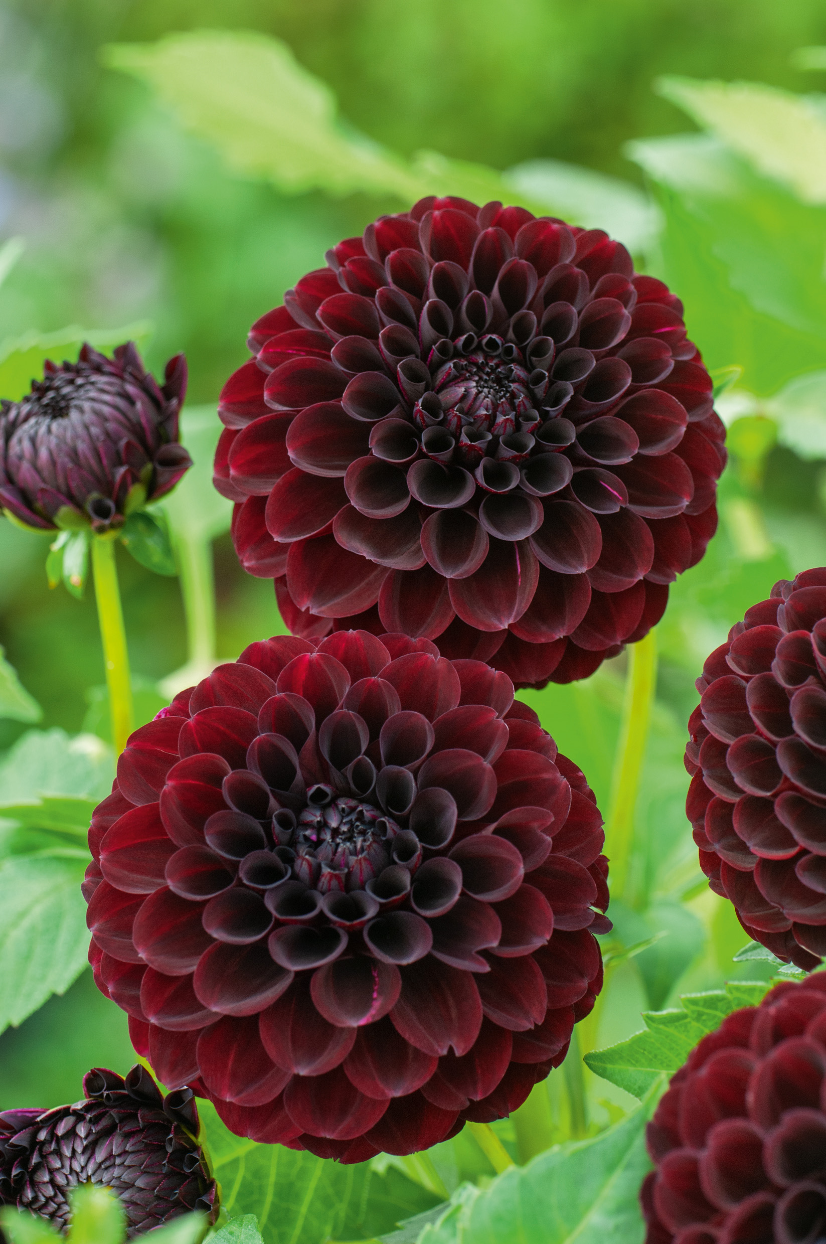 Dunkelrote Kugeldahlien in Vollblüte, Nahaufnahme mit grünen Blättern