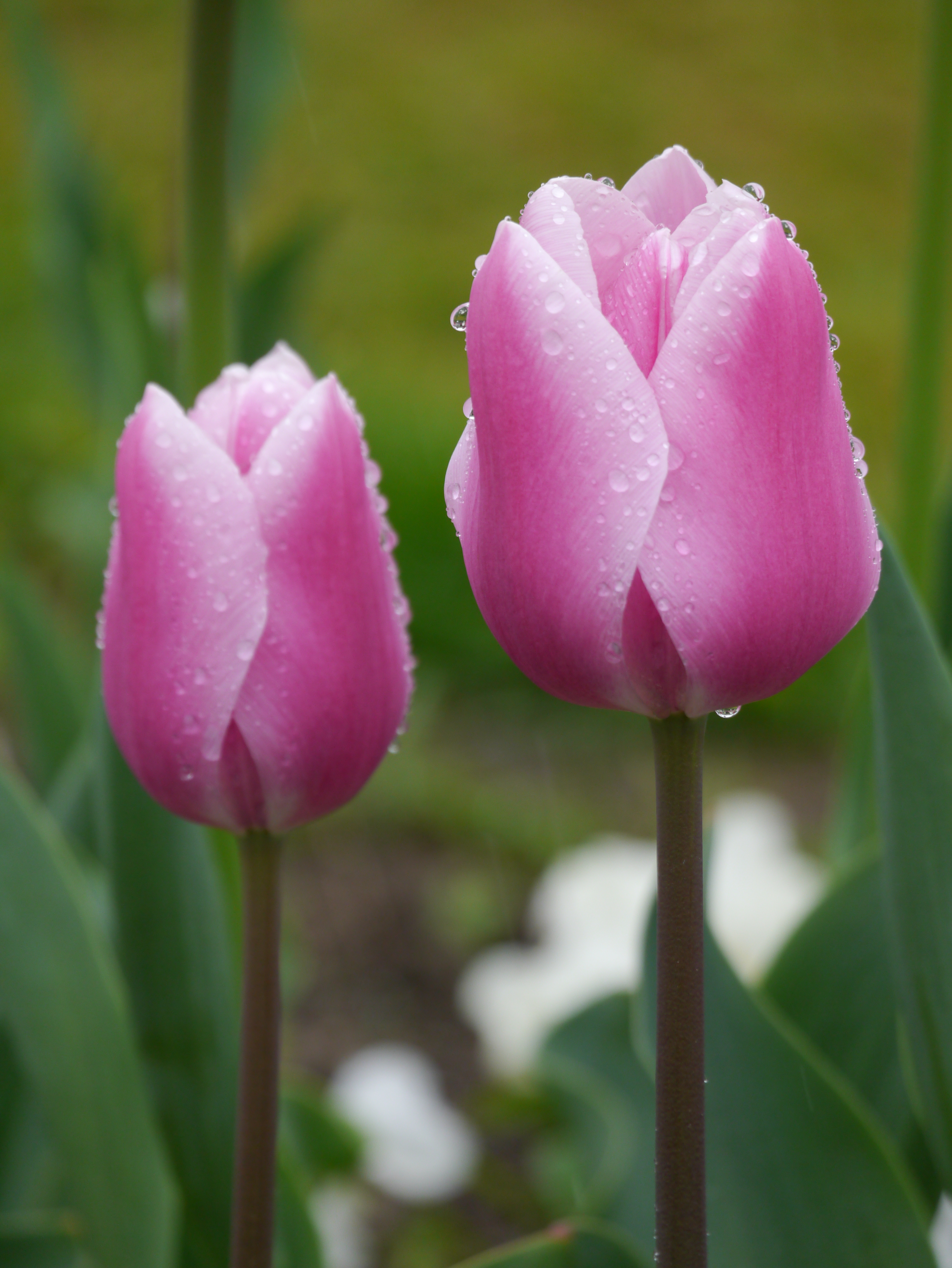 Zwei leuchtend rosafarbene Triumph-Tulpen Gabrielle mit weißer Randung und Tautropfen, ideal für Beete, Töpfe und Rabatten im Frühlingsgarten