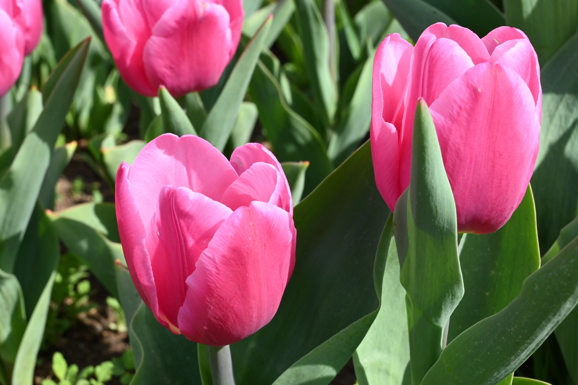 Triumph-Tulpen Molto Amata
