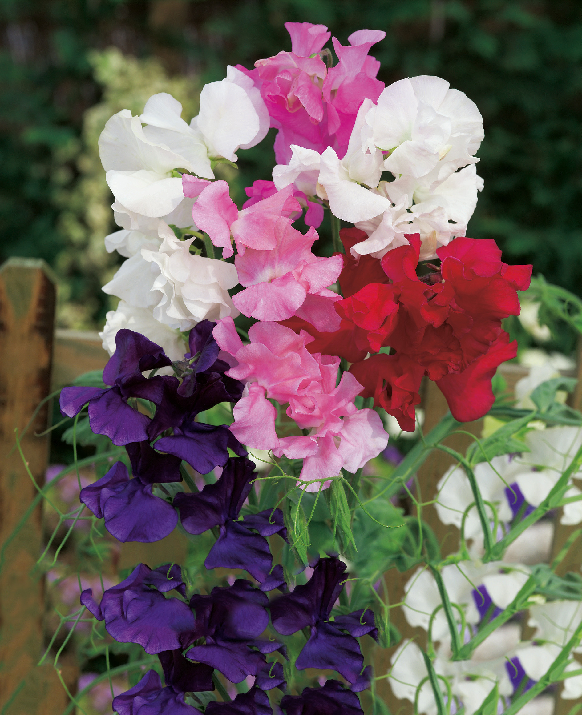 Mehrfarbige Duftwicke (Lathyrus odoratus) mit weißen, rosa, roten und violetten, zarten, welligen Blüten, an grünen Stängeln rankend vor einem Holzlattenzaun, Nahaufnahme