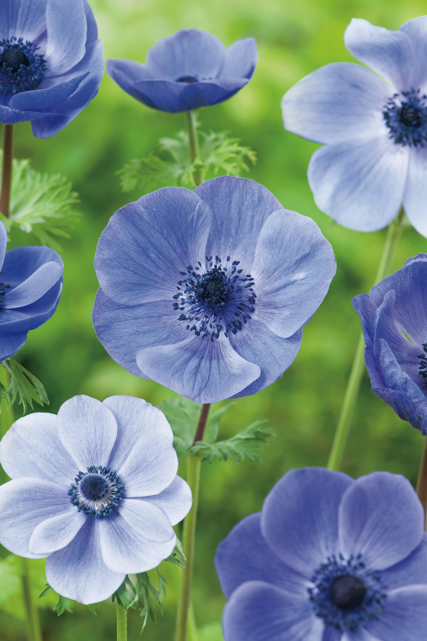 Nahaufnahme mehrerer blauer Anemonenblüten (Anemone coronaria) mit dunkelblauen Zentren vor unscharfem grünem Hintergrund