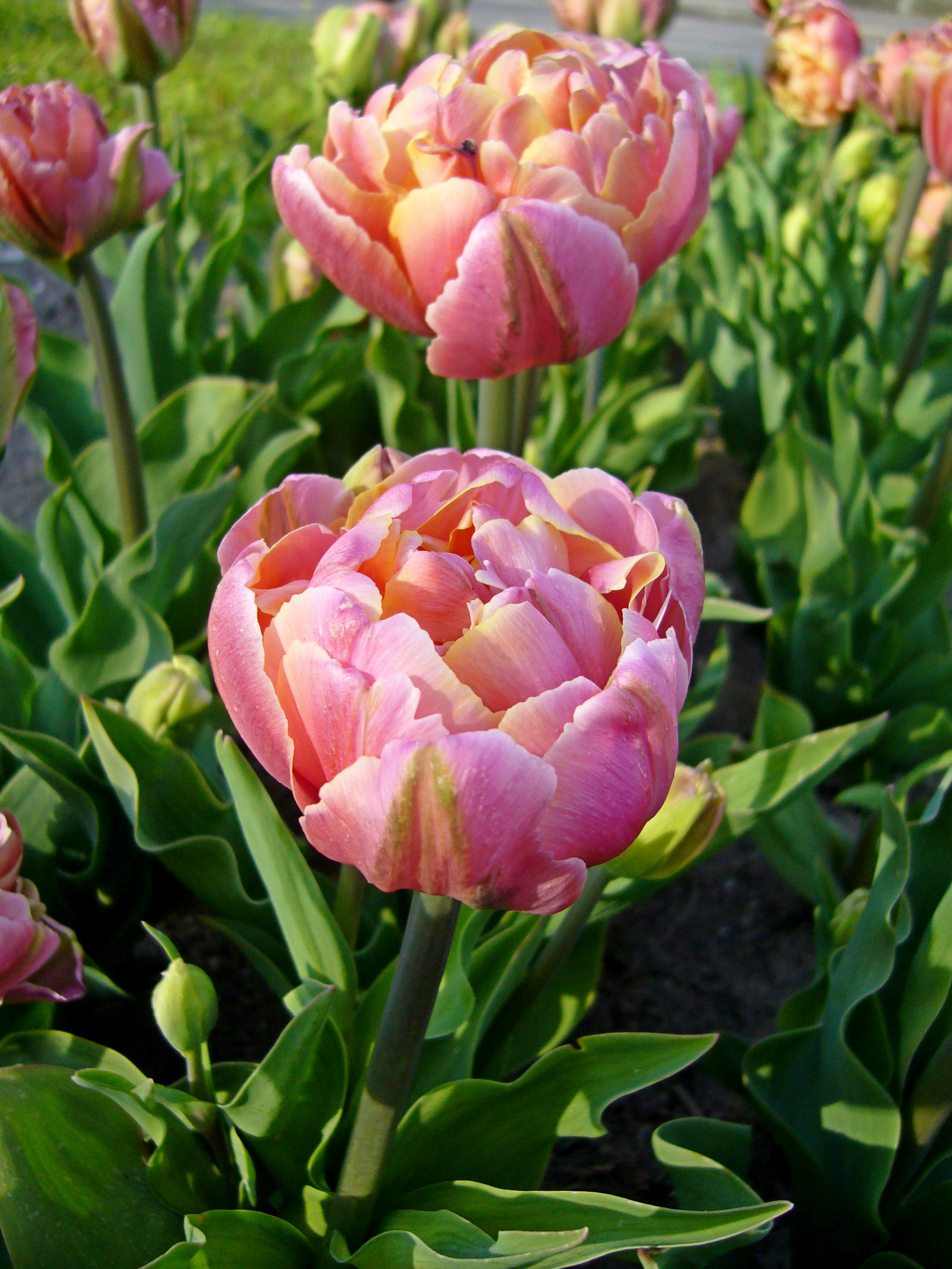 Nahaufnahme einer rosa gefüllten Tulpe (Pfingstrosen-Tulpe) mit grünen Blättern im Blumenbeet