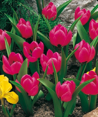 Nahaufnahme mehrerer rosa Tulpen mit grünen Blättern im Blumenbeet, eine gelbe Tulpe im Vordergrund, steiniger Hintergrund