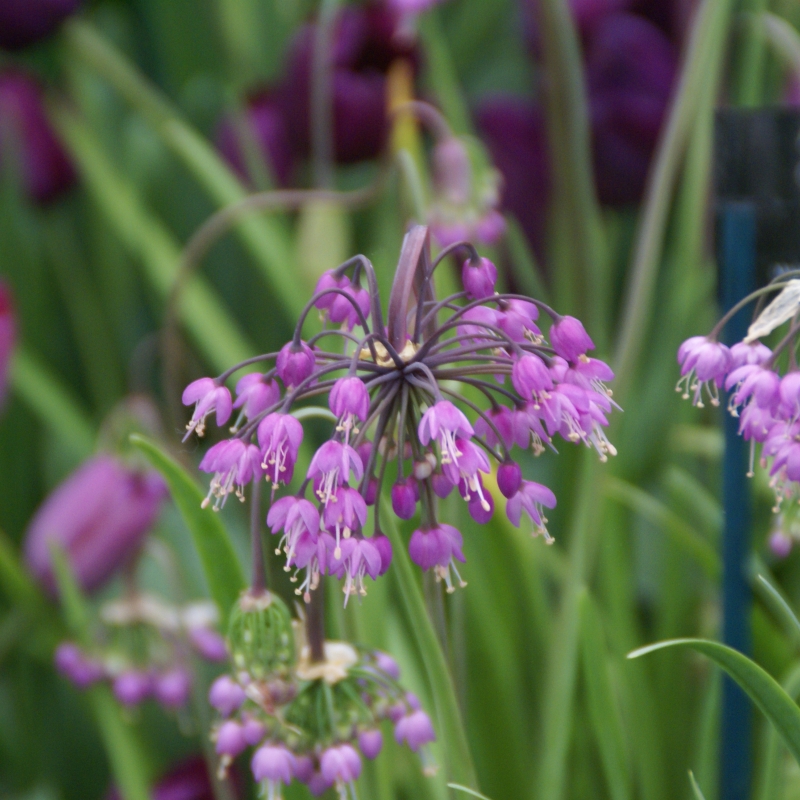Allium cernuum, Hängender Zierlauch, mit zarten rosa, hängenden Blütenköpfen und schmalen grünen Blättern im Garten