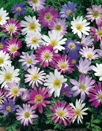 Nahaufnahme eines dichten Blumenbeets mit Anemone blanda (Grecian Windflower), vielen weißen, rosa und violetten Blüten mit gelben Zentren vor grünem Laub.
