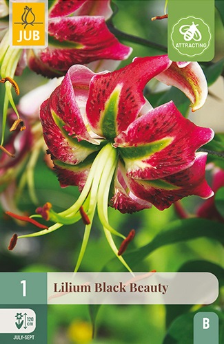 Lilium speciosum Black Beauty