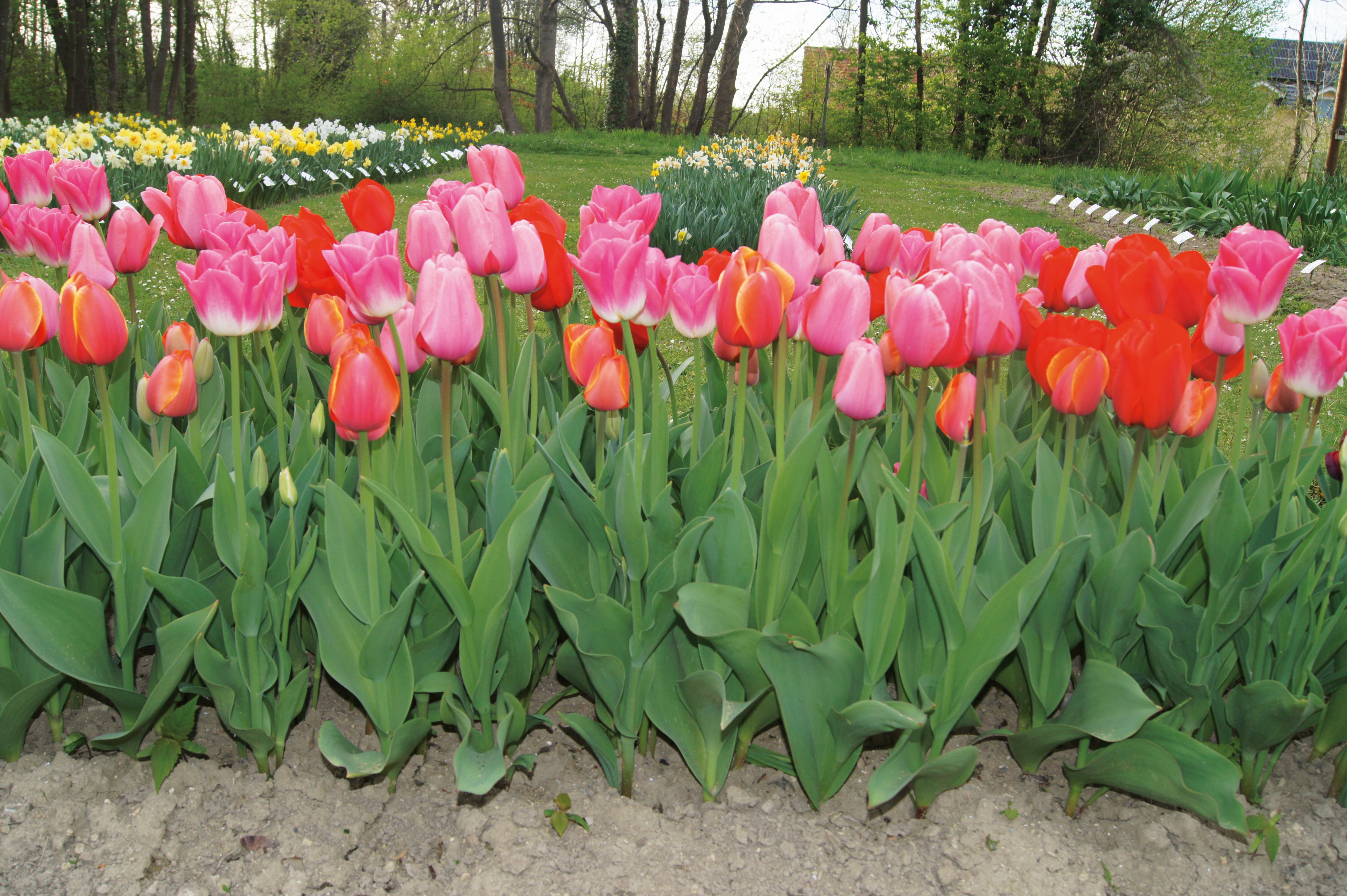Clemens-Maximilian Tulpen-Mischung in rosa und rot