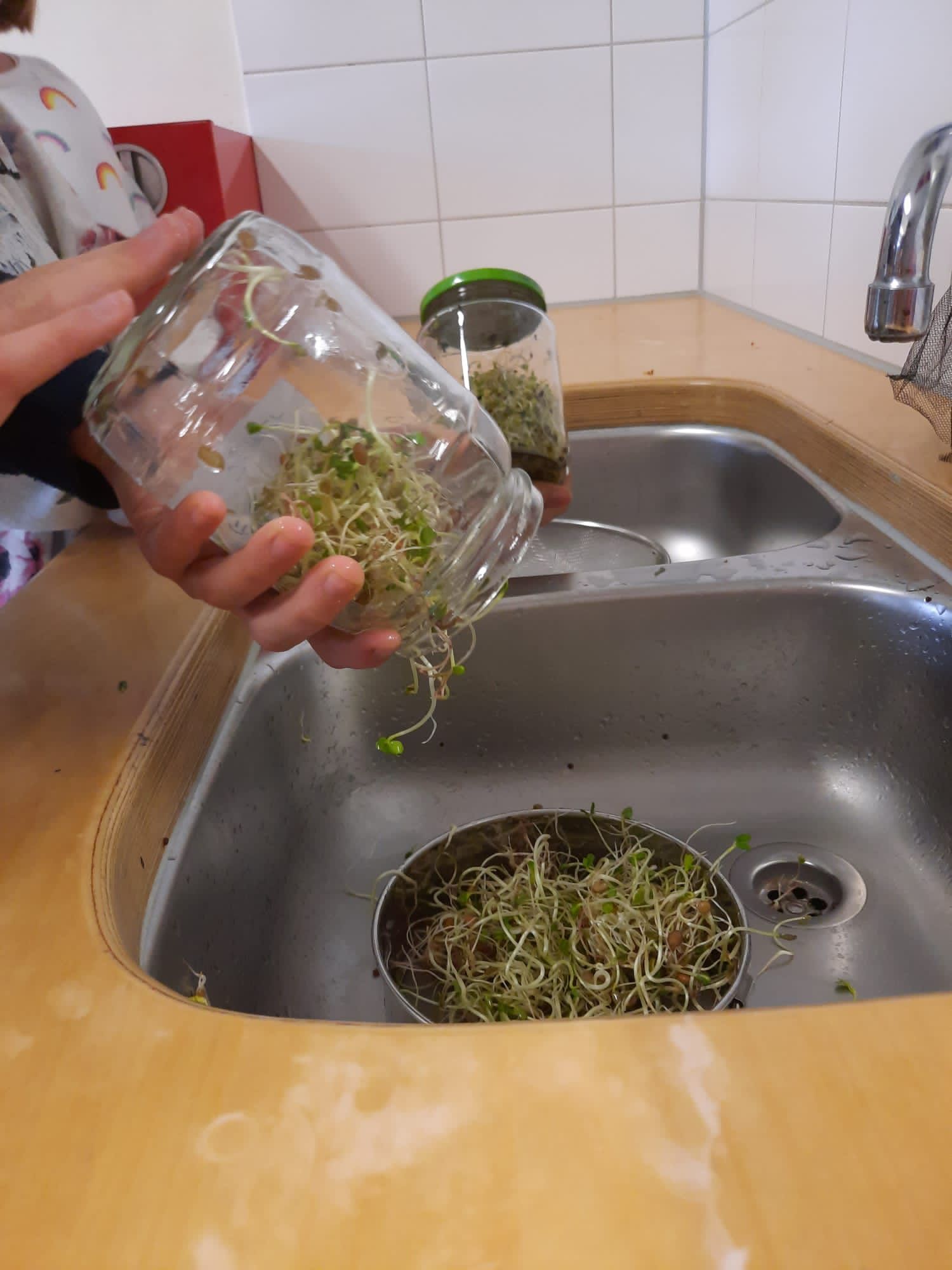 Eine Person gießt frisch gewachsene Sprossen aus einem Glas in ein Spülbecken.
