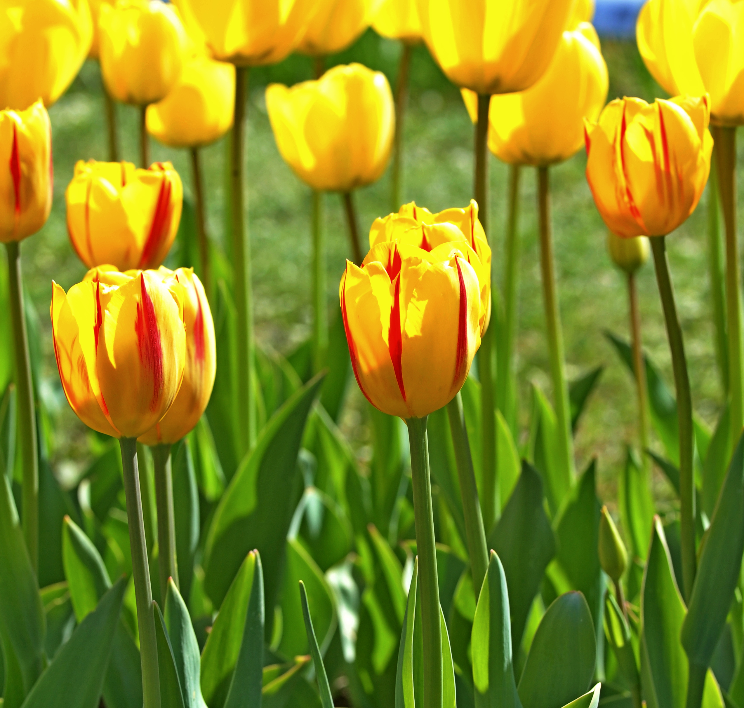 Nahaufnahme mehrerer gelber Tulpen mit roten Streifen in voller Blüte in einem grünen Gartenbeet