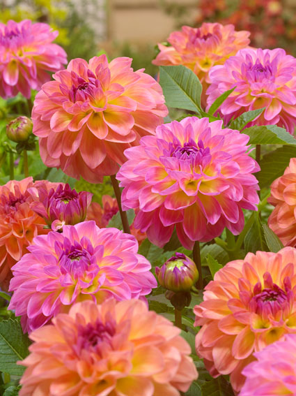Mehrere gefüllte Dahlien in leuchtenden Pink- und Orangetönen mit grünen Blättern