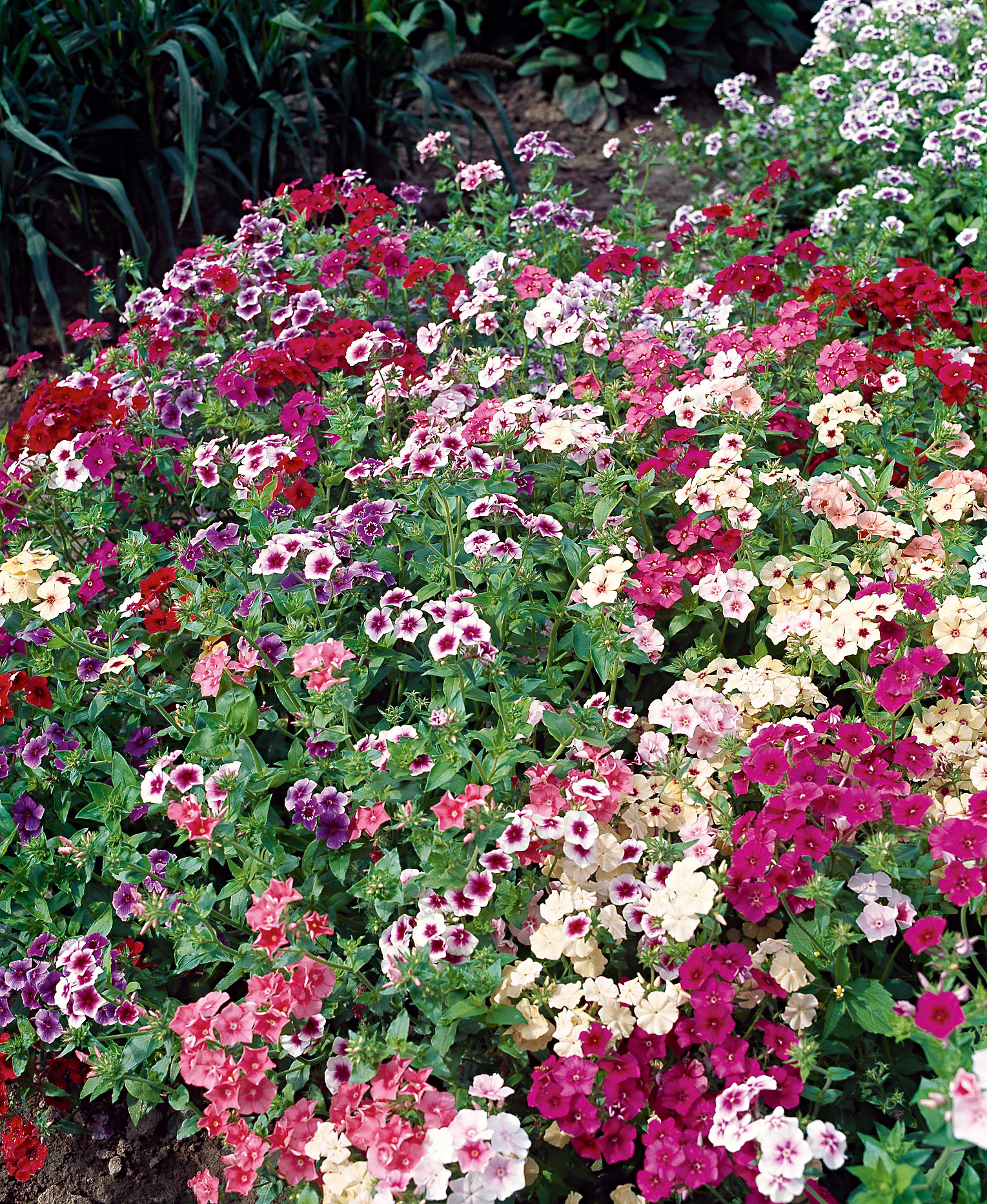 Buntes Blumenbeet mit zahlreichen einjährigen Flammenblumen (Phlox) in Rosa, Rot, Violett und Weiß
