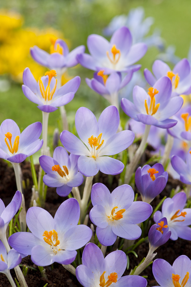 Nahaufnahme violetter Krokusblüten mit leuchtend orangefarbenen Staubgefäßen in einem Beet