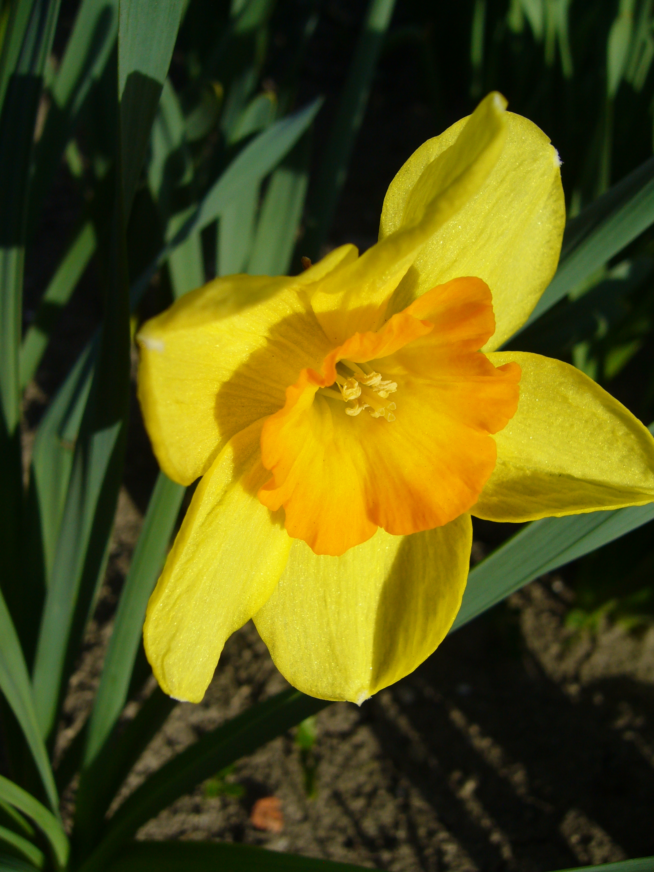 Großkronige Narzisse Delibes mit gelben Blütenblättern und strahlend orange-gelber Krone im Beet – robuster Frühlingsblüher für Garten, Topf und als Schnittblume