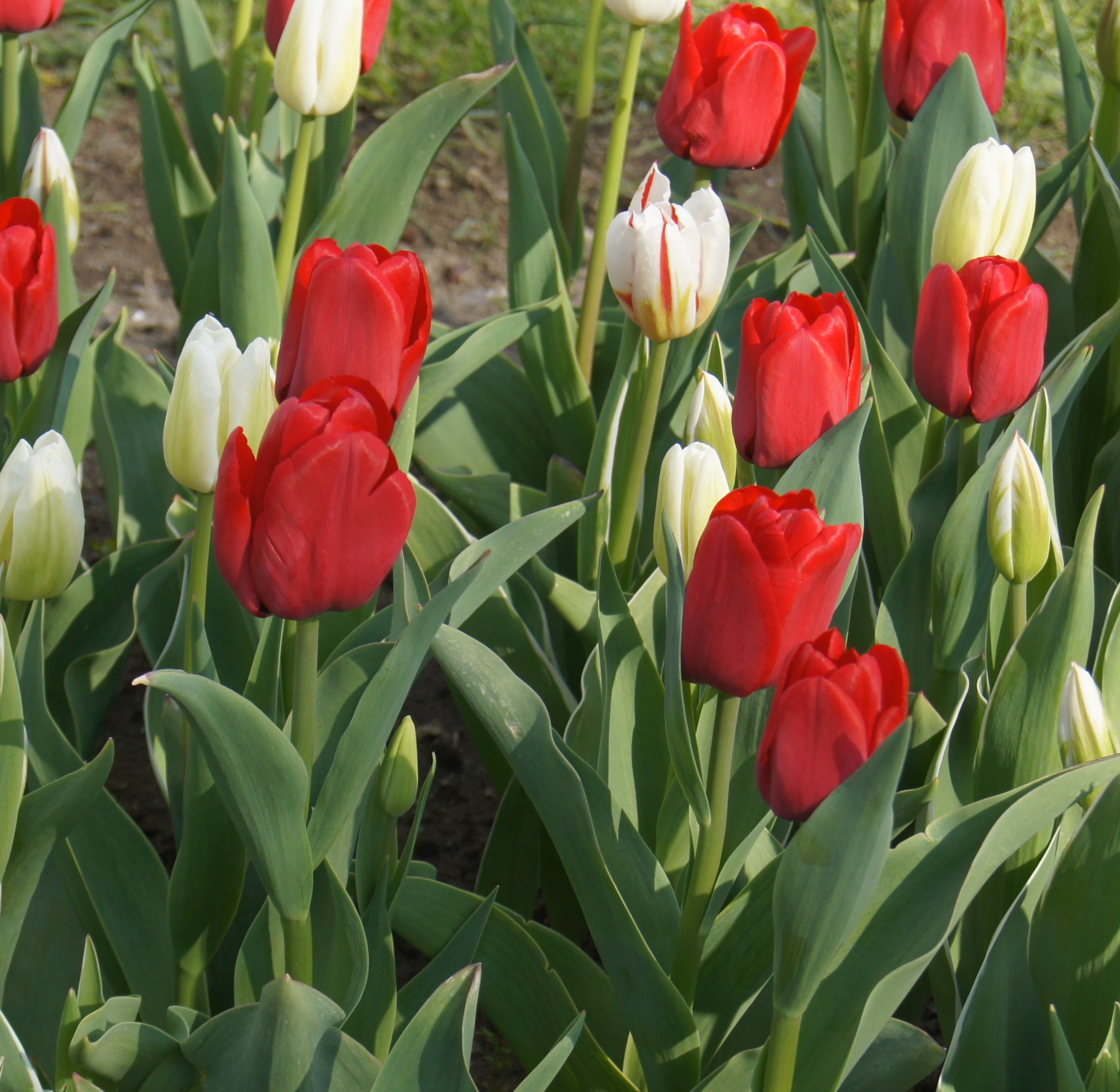Rote und weiße Tulpen im Blumenbeet, Nahaufnahme