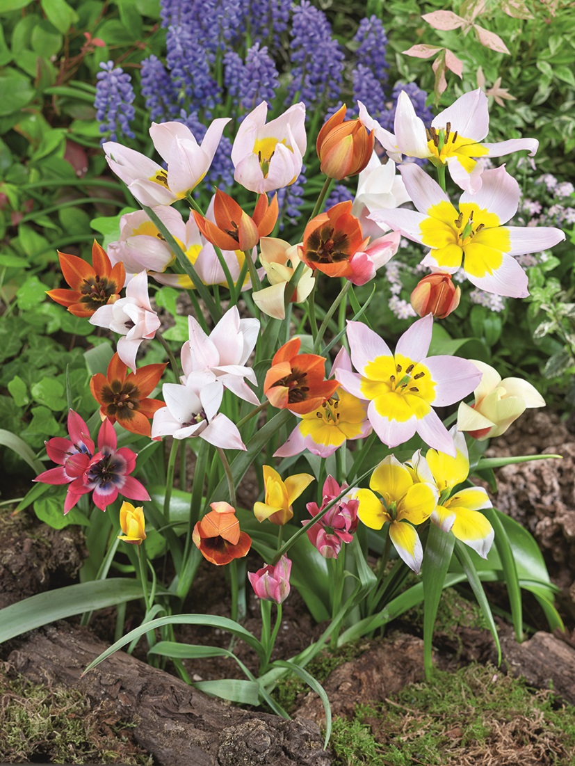 Nahaufnahme eines bunten Frühlingsbeets mit kleinen Tulpen in Gelb, Rosa, Orange und Rot, violetten Traubenhyazinthen im Hintergrund sowie grünen Blättern und moosiger Erde