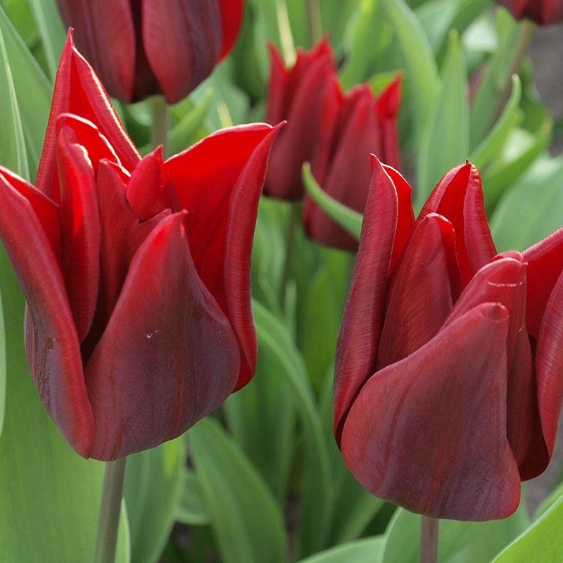 52201_Triumph-Tulpen Lasting Love Nahaufnahme dunkelroter spitzer Tulpen vor grünem Laub