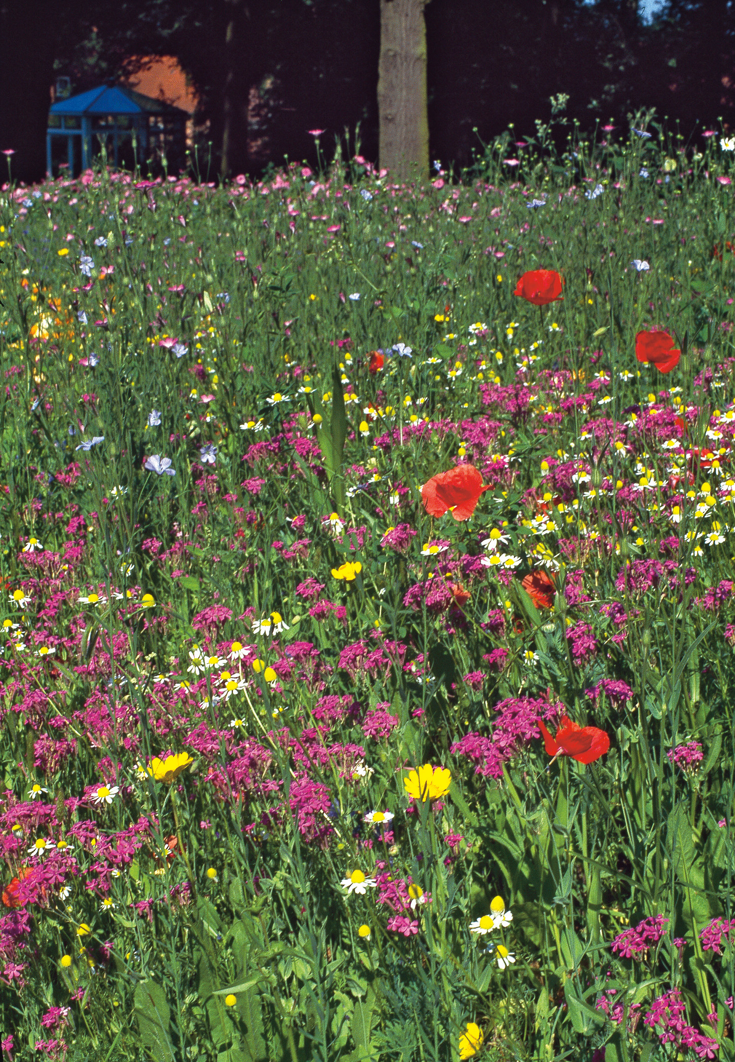 Bunte Wildblumenwiese mit roten Mohnblüten, weißen Kamillenblüten sowie gelben und rosa Blumen vor Bäumen