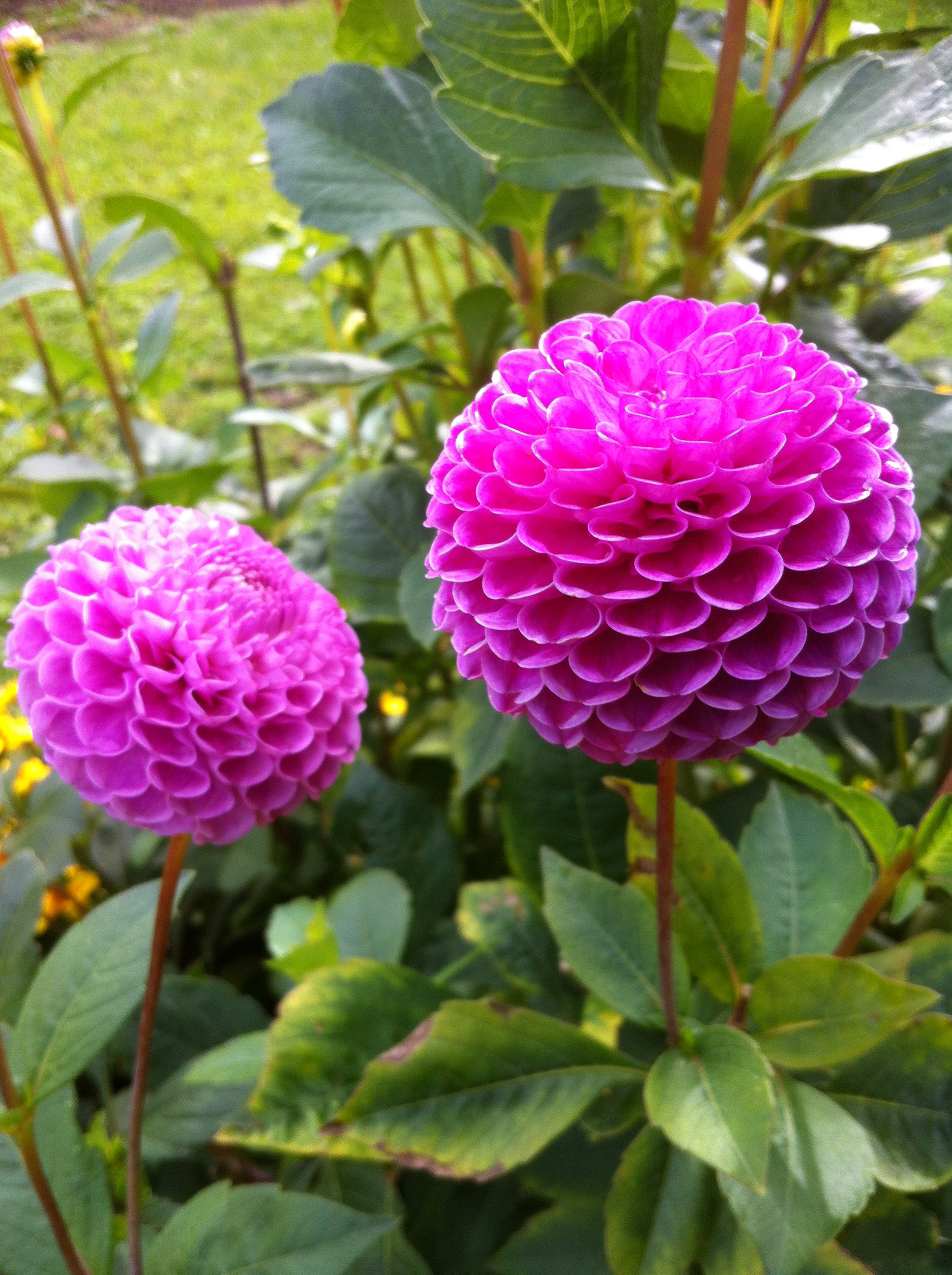 Nahaufnahme zweier magentafarbener Pompon-Dahlien in voller Blüte vor grünem Laub
