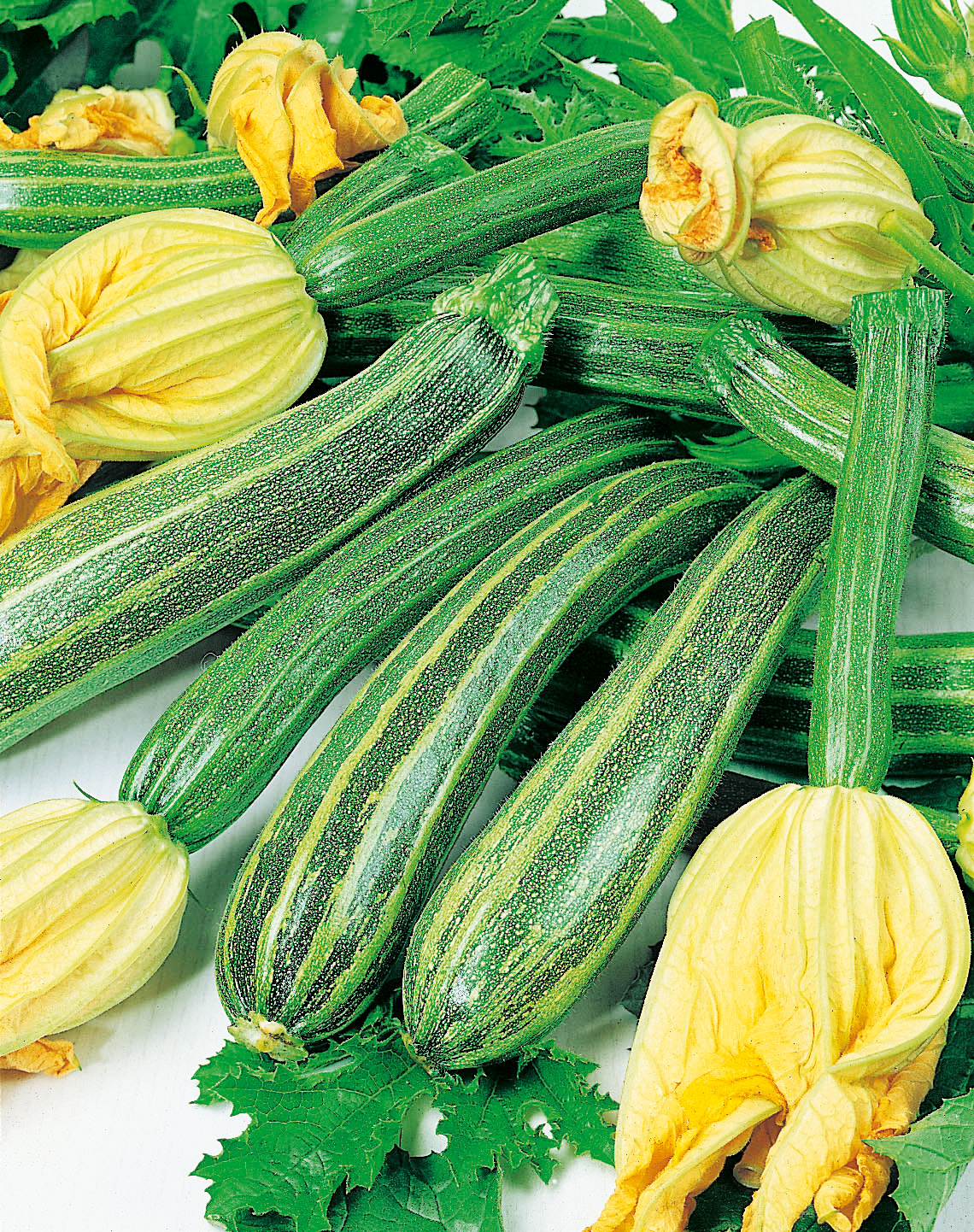 Nahaufnahme gestreifter grüner Zucchini mit gelben Blüten auf Blättern