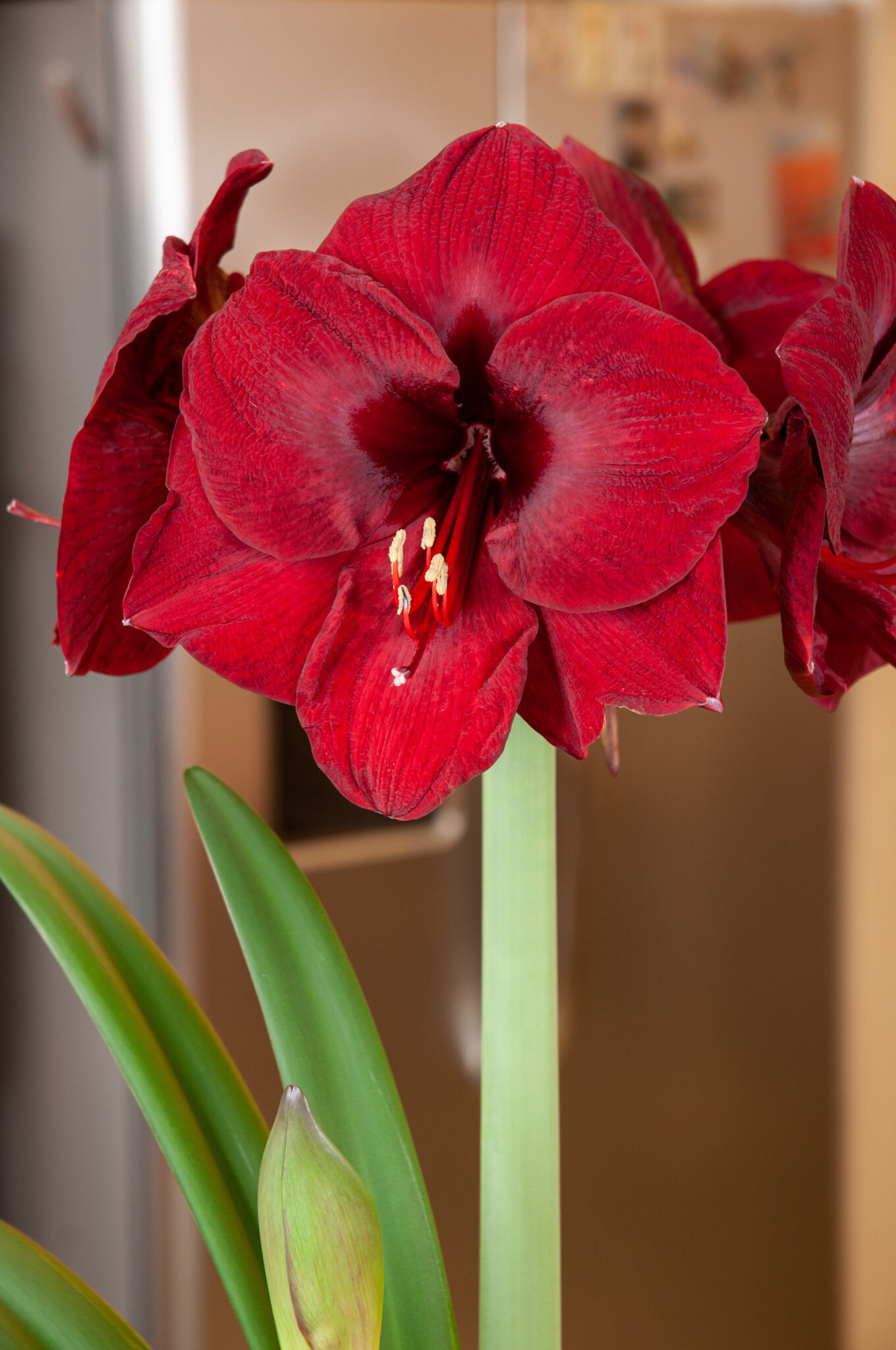 Amaryllis Galaxy, präpariert Mandela