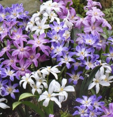 Chionodoxa Mischung mit lila, violetten und weißen Schneeglanz-Blüten, ideal zur Verwilderung im Garten, unter Gehölzen oder im Steingarten