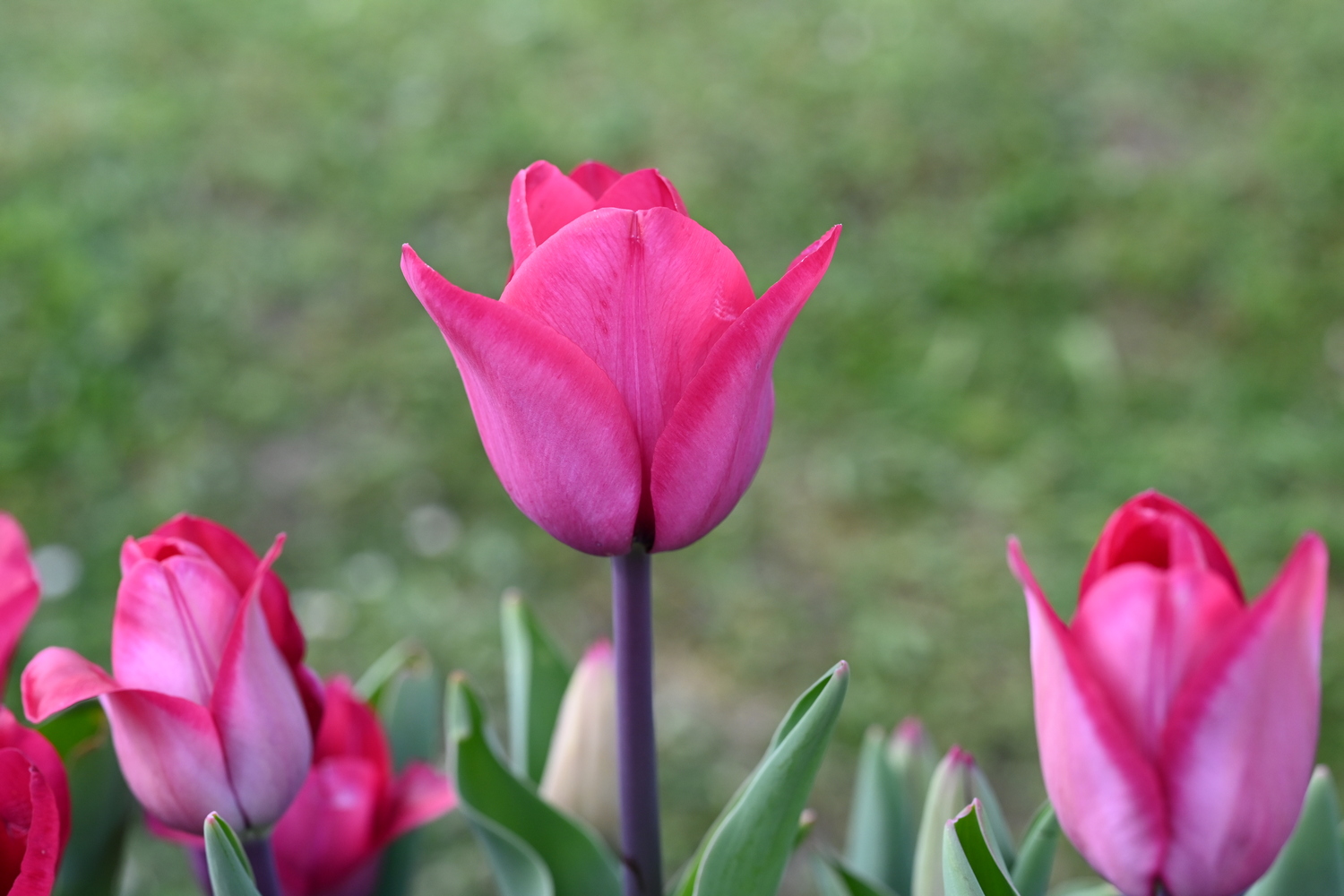 Nahaufnahme einer pinken/rosa Tulpe mit geschlossenen und teilweise geöffneten Blütenblättern, grün unscharfer Hintergrund, ideal für Blumensträuße und Dekoration
