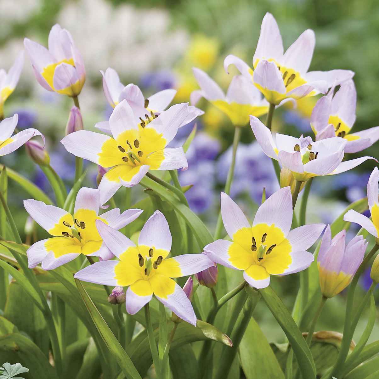 52956_Tulipa saxatilis FM Gruppe kleiner Frühlings-Tulpen mit gelbem Inneren, hellrosa bis weiße Blütenblätter und grünen Blättern im Garten