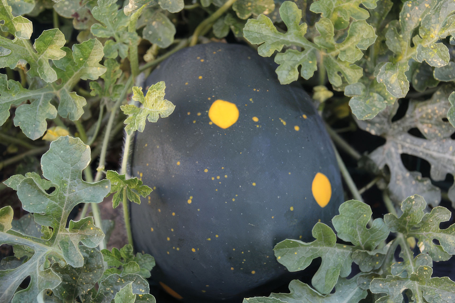 Melone Moon & Stars