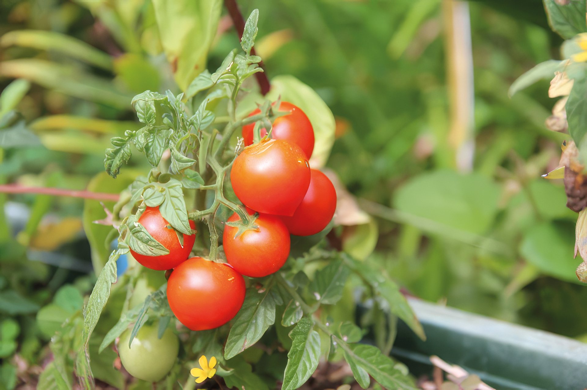 Balkontomate Dreikäsehoch