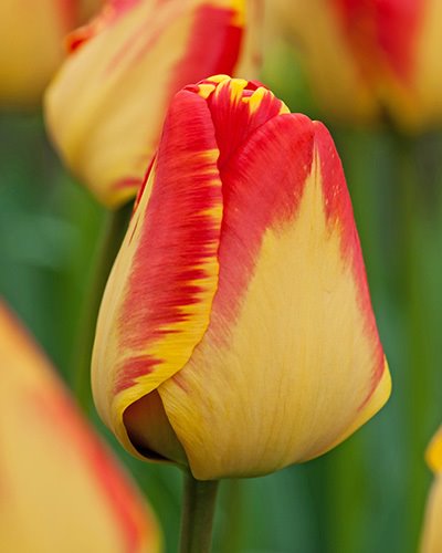 Nahaufnahme der Darwin-Hybrid-Tulpe Banja Luka mit gelben Blütenblättern und hellroten, flammenartigen Rändern