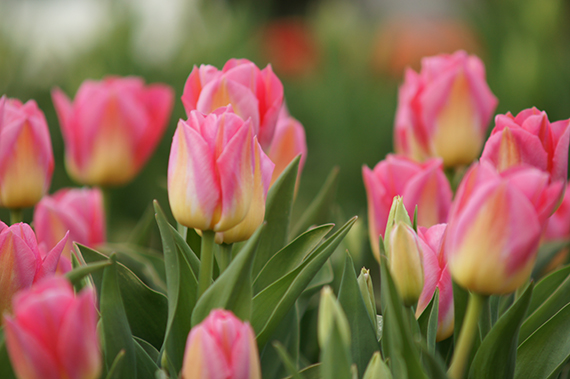 Nahaufnahme mehrerer rosa-gelb gefärbter Tulpen in einem Blumenbeet mit grünen Blättern