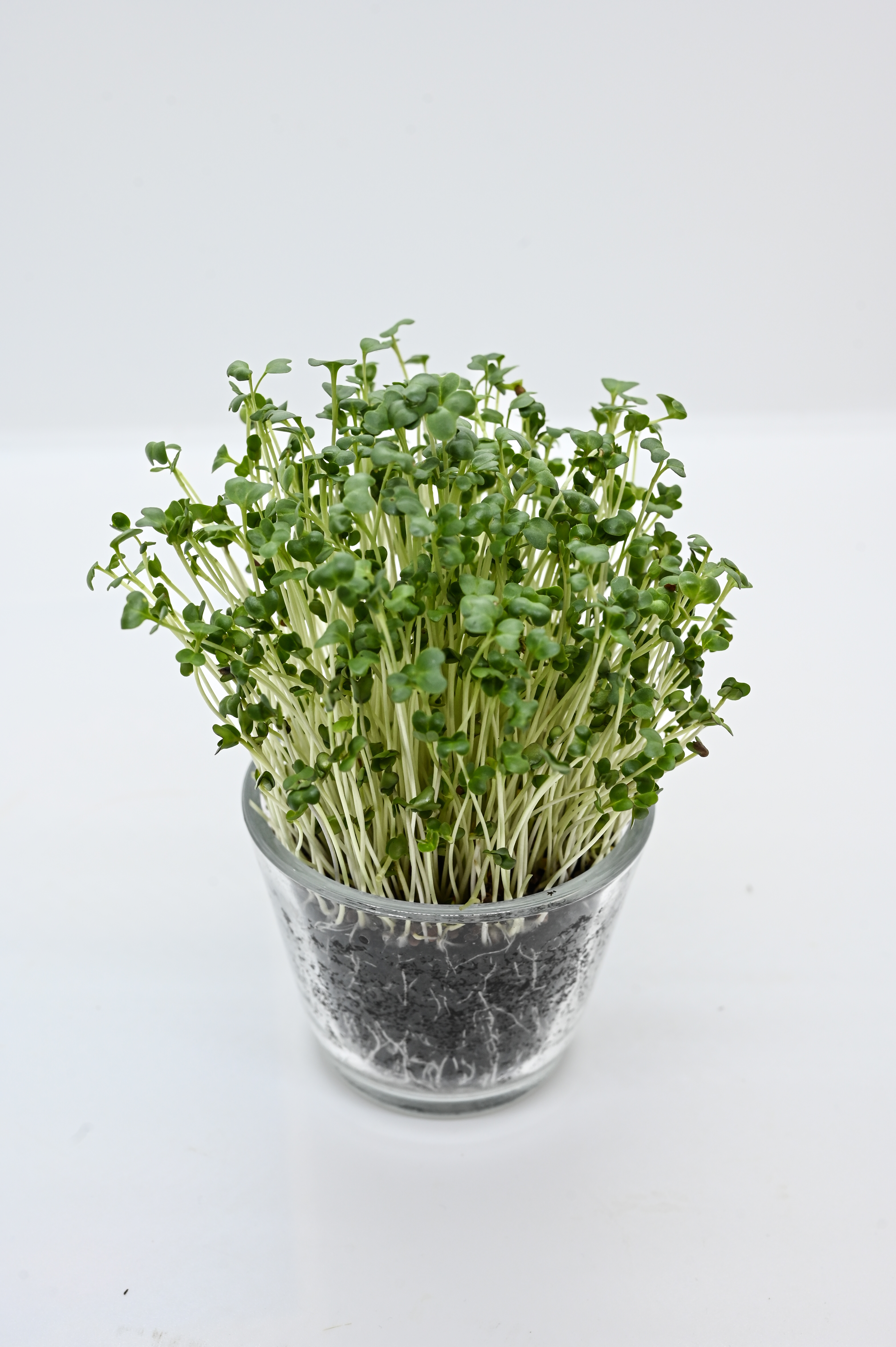 Frische grüne Kresse-Microgreens in klarem Glasgefäß, junge weiße Triebe und sichtbare Wurzeln im Erdsubstrat vor weißem Hintergrund