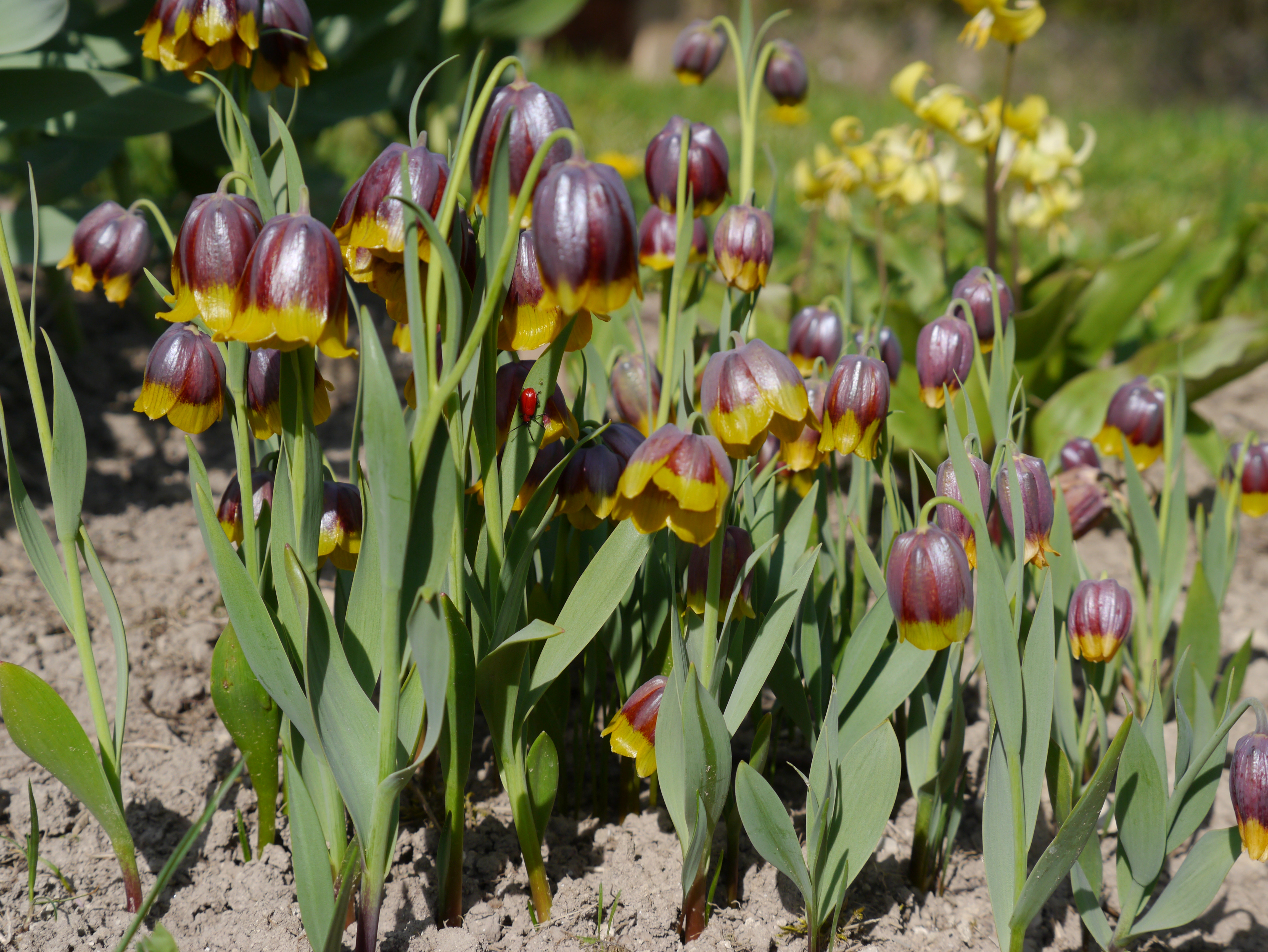 Nahaufnahme von lila-gelben, glockenförmigen Blüten (Fritillaria) in einem sonnigen Blumenbeet, mit grünen lanzettlichen Blättern, sichtbarem Boden und weiteren Blüten im unscharfen Hintergrund