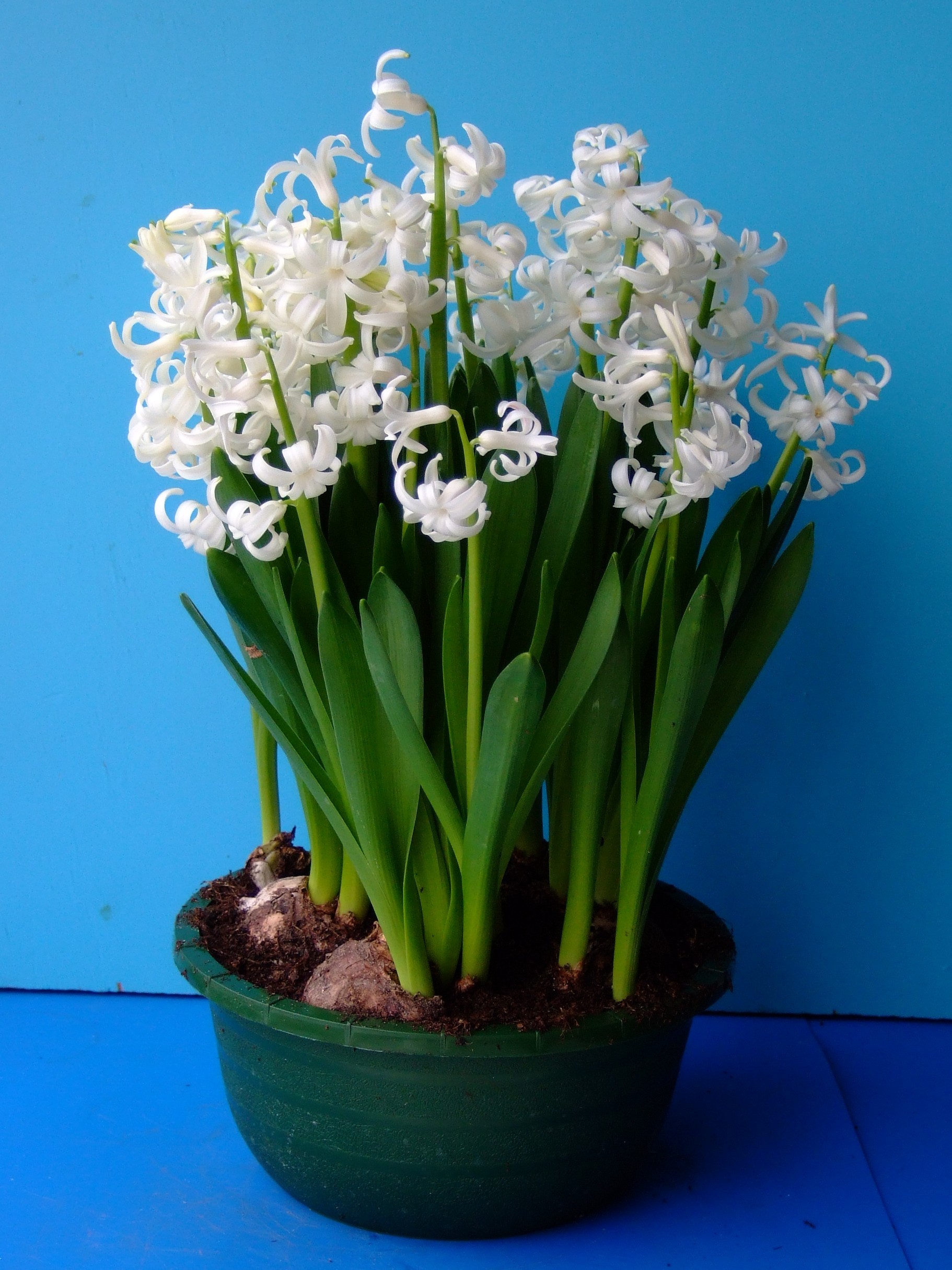 Topf mit mehreren weißen Hyazinthen in Blüte, grünen Blättern und sichtbaren Blumenzwiebeln vor blauem Hintergrund.