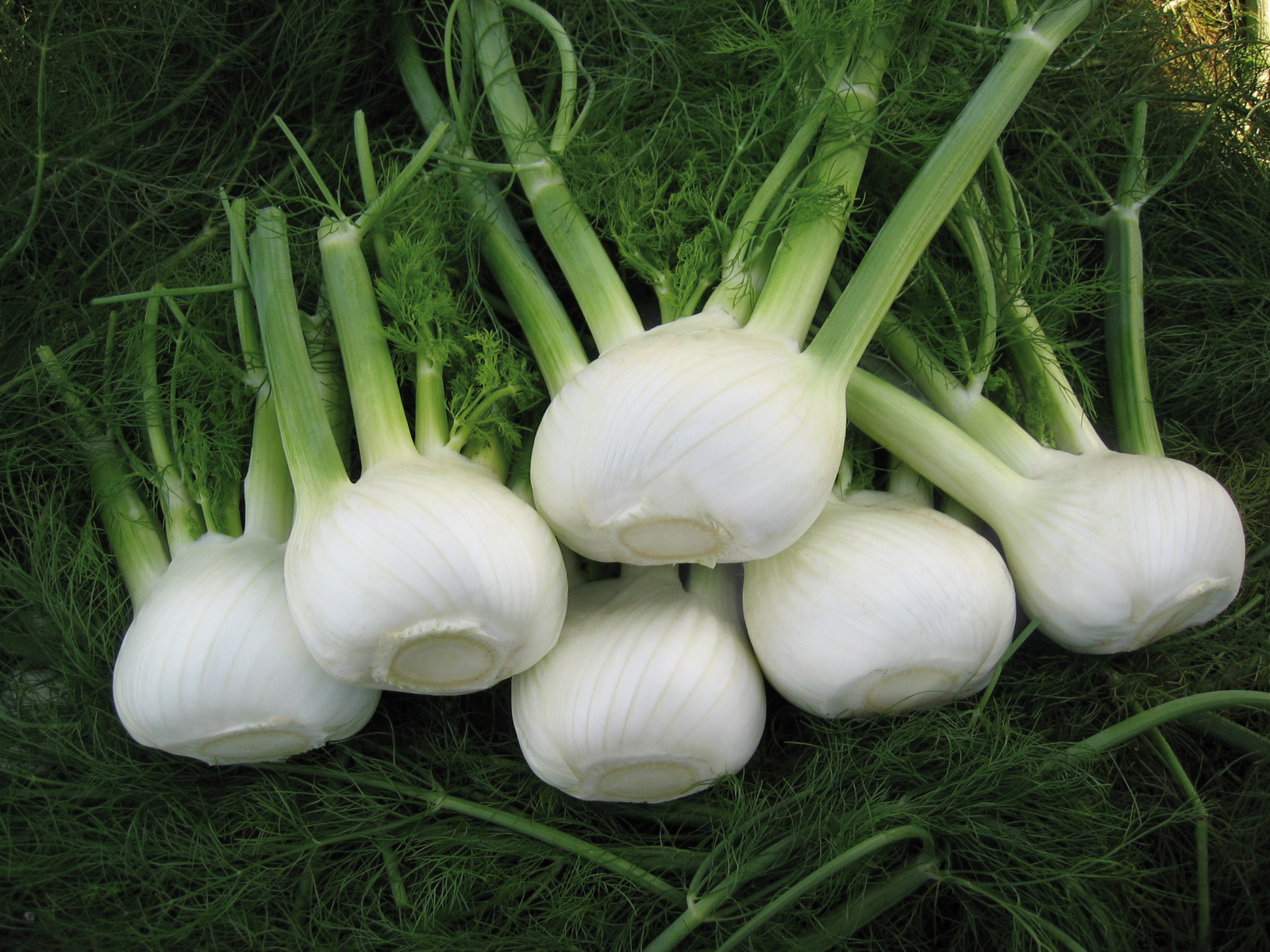 Nahaufnahme von sechs frischen Knollenfencheln (Fenchel) mit weißen Knollen, grünen Stängeln und fiedrigen Blättern