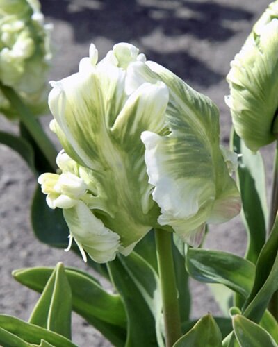 Papagei-Tulpe Super Parrot mit großen, weiß-grün geflammten und gefransten Blütenblättern im Beet