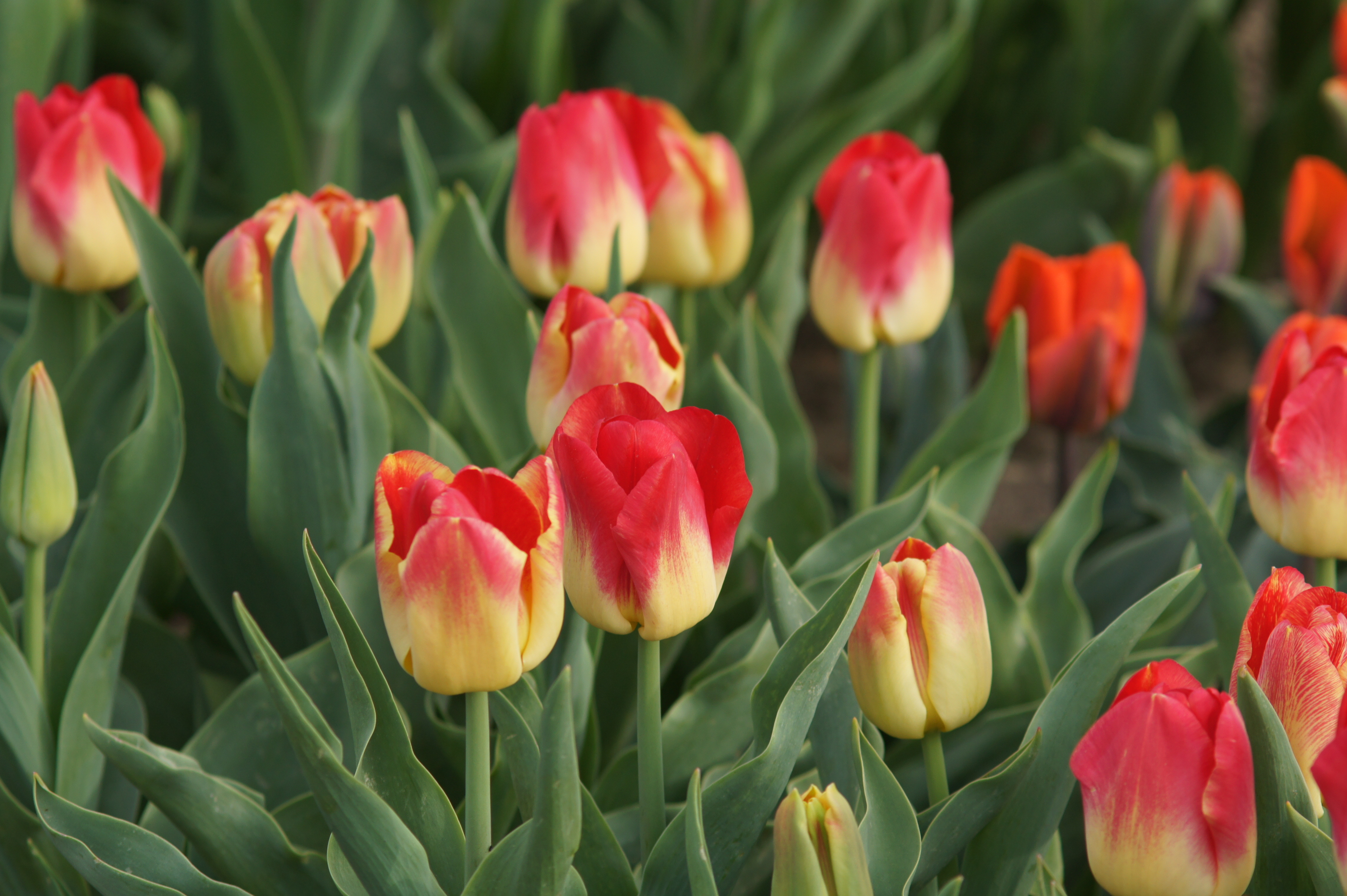 Nahaufnahme von zweifarbigen Tulpen mit roten Blüten und gelbem Grundton in einem grünen Beet