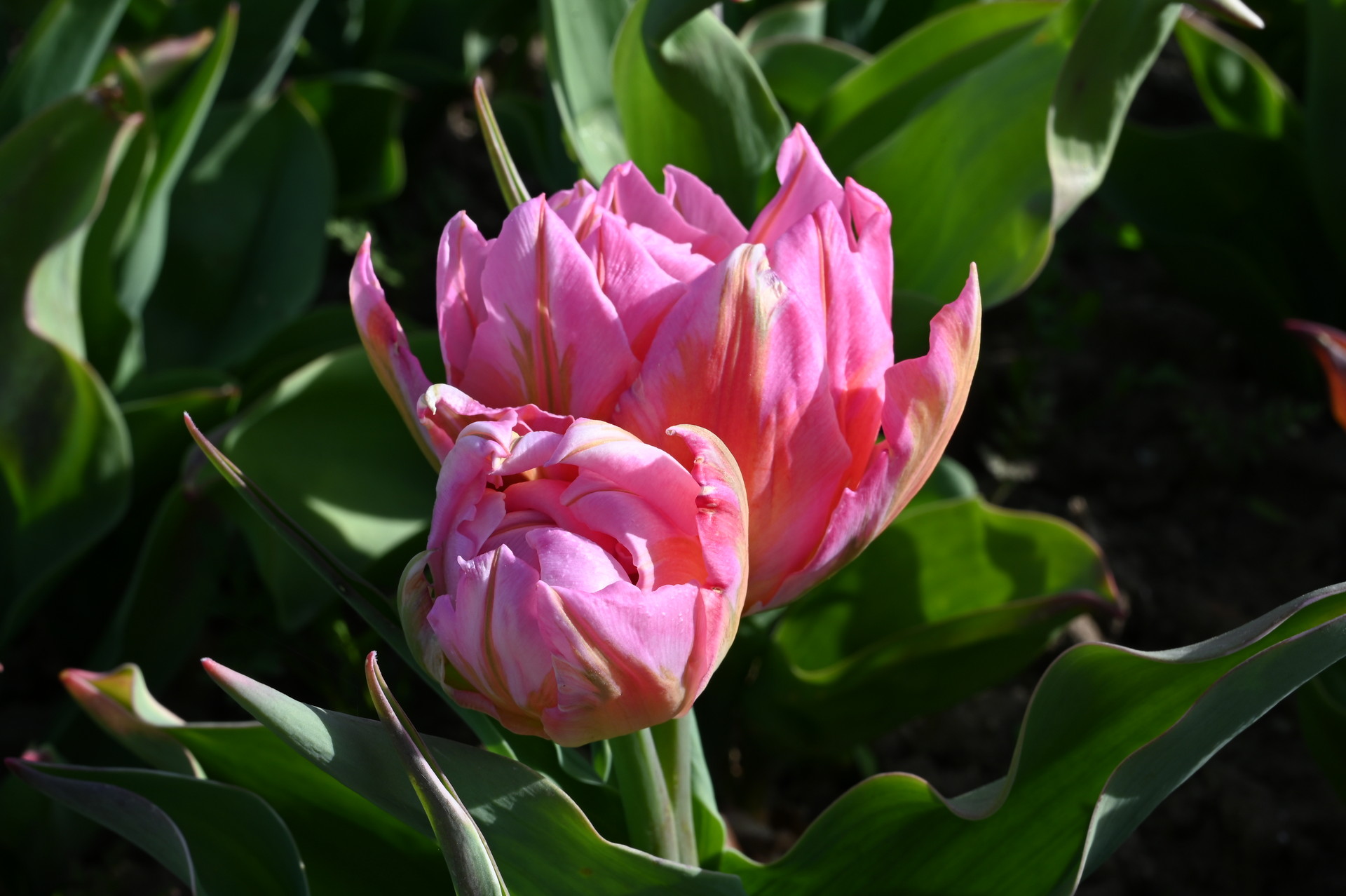 Gefüllte frühe Tulpe Dotcom mit zartrosa, pfingstrosenartigen Blüten und hellen Nuancen im Beet, elegante Frühlingsblume für Garten, Kübel und als Schnittblume