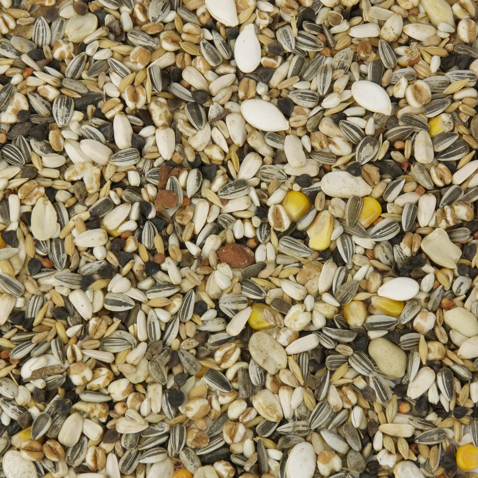 Nahaufnahme einer Vogelfuttermischung mit geschälten und ungeschälten Sonnenblumenkernen, Maiskörnern, Hirse und verschiedenen Saaten