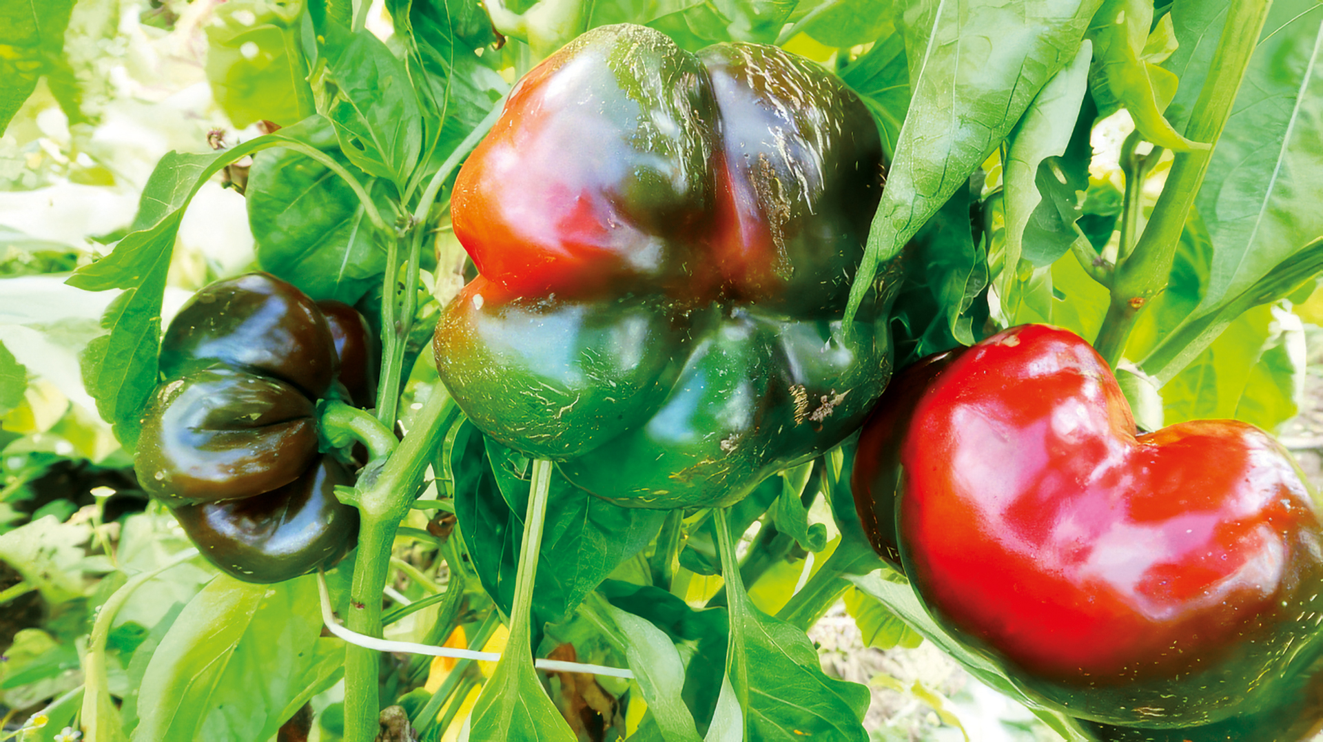 Gemüsepaprika Topepo Rosso