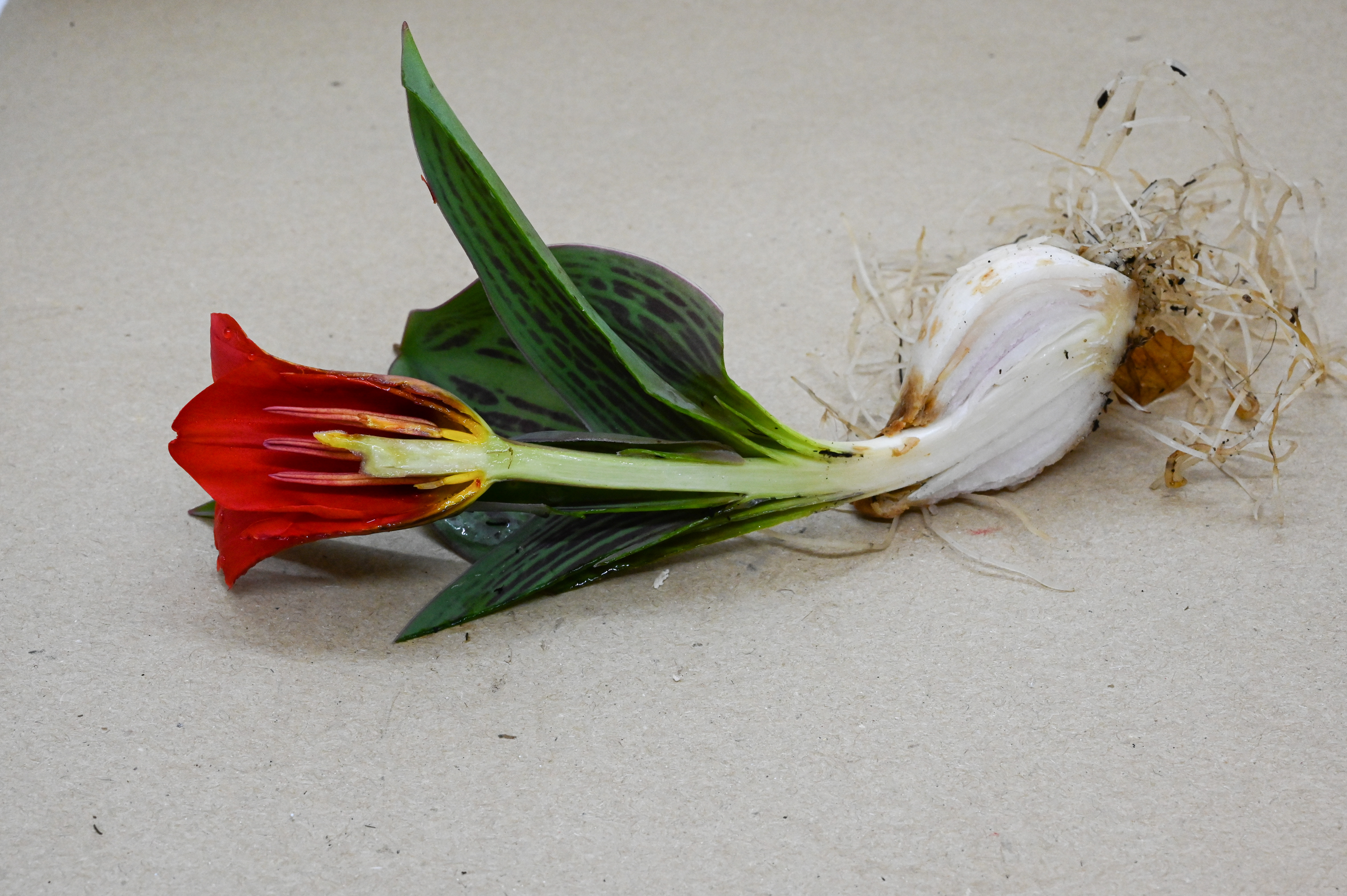 Rote Tulpe mit grünen Blättern und Zwiebel auf hellem Hintergrund