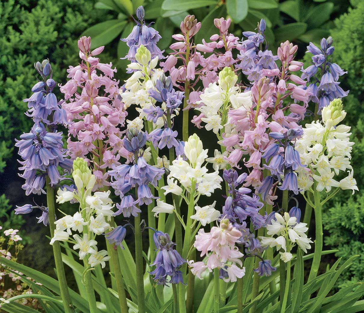 Hyacinthoides hispanica Mischung mit rosa, weißen und blauen Blüten im Beet – Spanisches Hasenglöckchen für lichten Halbschatten, saure Wiesen und naturnahe Verwilderung unter Bäumen und Sträuchern