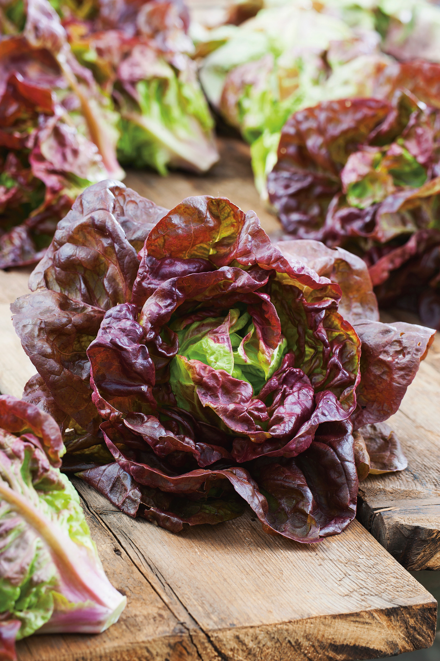 Nahaufnahme eines frischen roten Kopfsalats (Lollo Rosso) mit krausen, glänzenden Blättern auf einem rustikalen Holzbrett